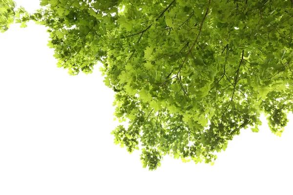 Прекрасные весенние листья на дереве, на открытом воздухе — стоковое фото