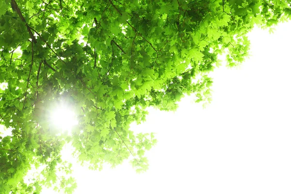 Prachtige lente bladeren op boom, buitenshuis — Stockfoto