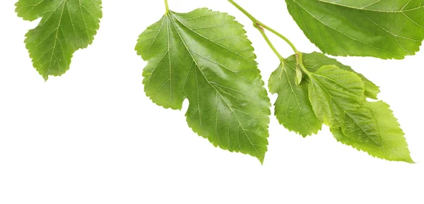 Bellissimo ramoscello verde isolato su bianco — Foto Stock