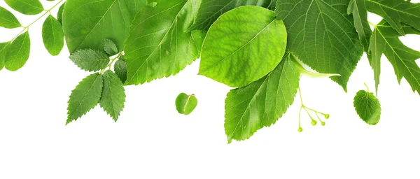 Hojas verdes aisladas en blanco — Foto de Stock