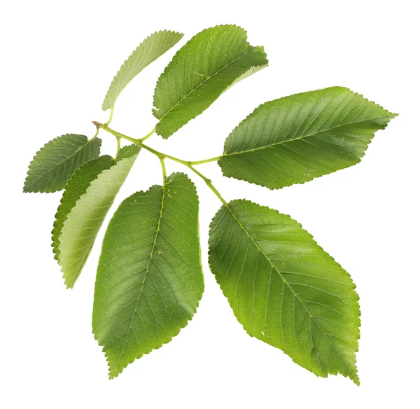 Belle brindille verte isolée sur blanc — Photo