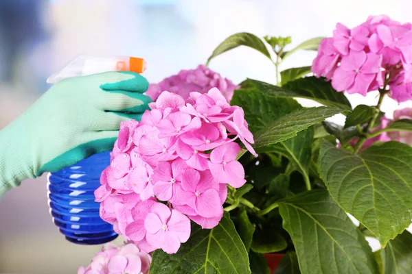 Process of caring for  hydrangea flower on light background — Stock Photo, Image