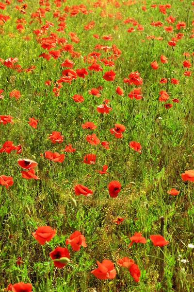 Hermosas flores de amapola en el campo — Foto de Stock