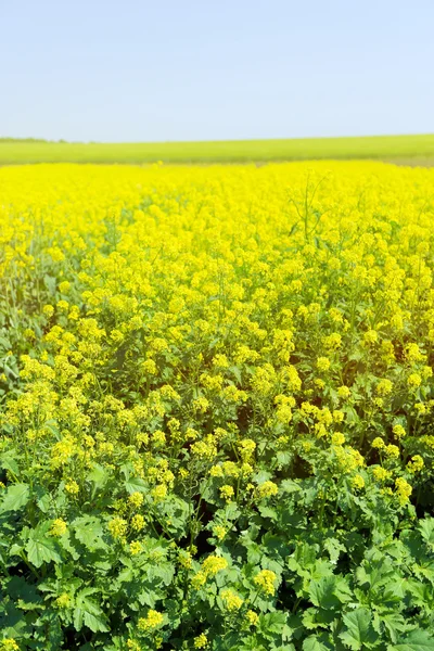 Beautiful rape in the field — Stock Photo, Image