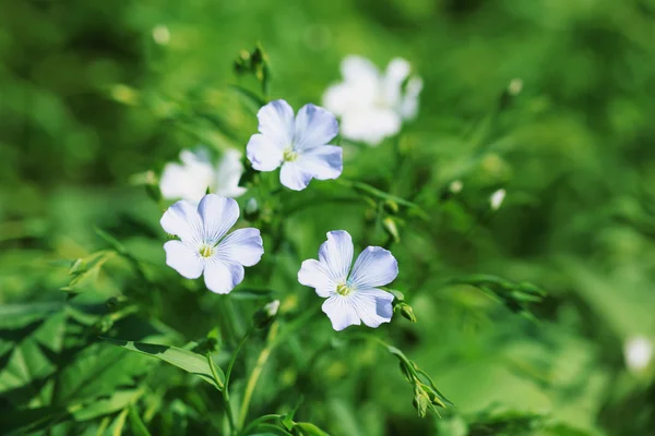 Beautiful flax in the field — Stock Photo, Image