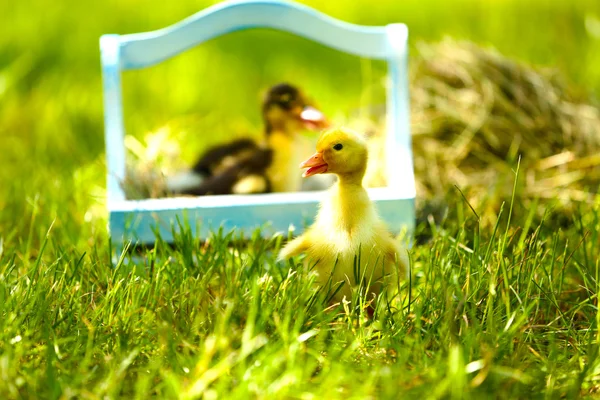 Malý roztomilý Kachňata v dřevěné koše na zelenou trávu, venku — Stock fotografie