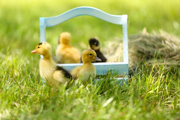 Little cute ducklings  in wooden basket on green grass, outdoors — Stock Photo, Image