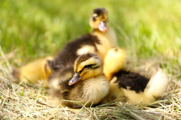 Pequeños patitos lindos en el heno, al aire libre — Foto de Stock