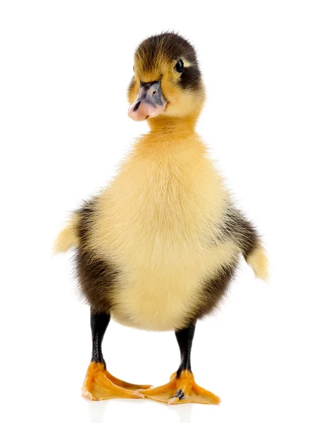 Little cute duckling isolated on white — Stock Photo, Image