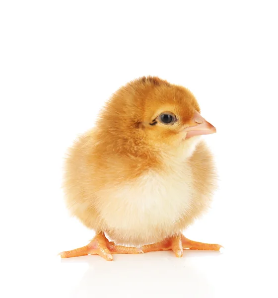 Petit poulet mignon isolé sur blanc — Photo