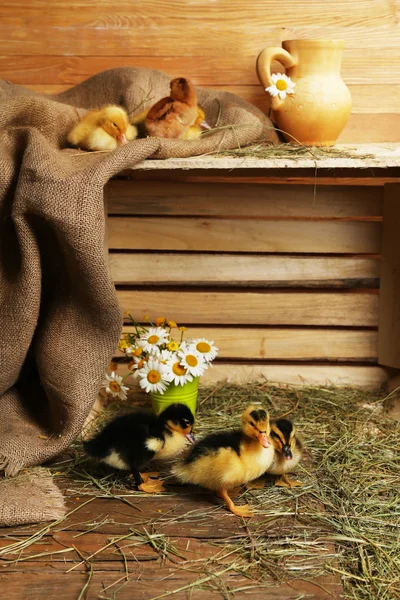 在谷仓里可爱的小鸭子 — 图库照片