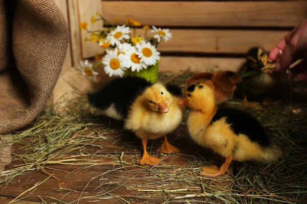 Pequeños patitos lindos en granero — Foto de Stock