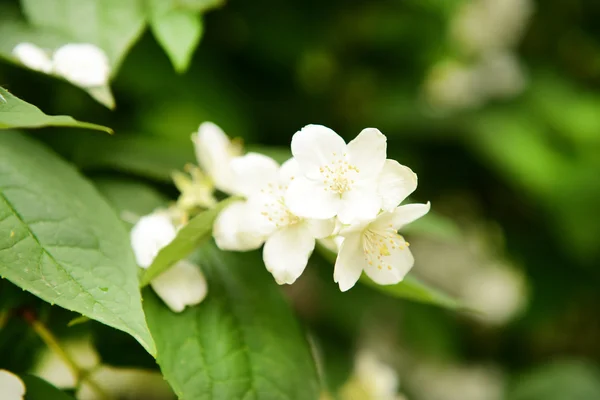 Hermosas flores de jazmín de cerca — Foto de Stock