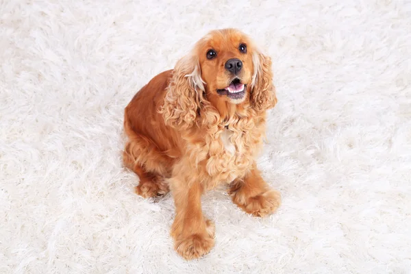 Cocker anglais épagneul sur tapis dans la chambre — Photo