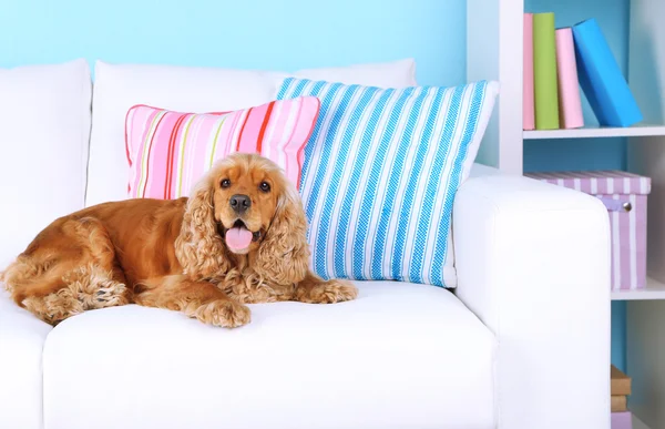 English cocker spaniel on sofa in room — Stock Photo, Image