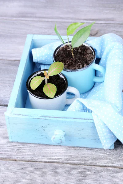 Jungpflanze in Tassen in Holzkiste, auf farbigem Holzgrund — Stockfoto