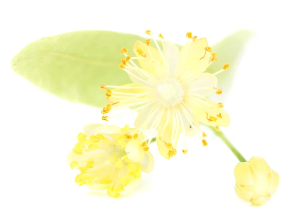 Tak van linden bloemen geïsoleerd op wit — Stockfoto