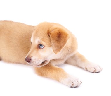 beyaz izole küçük şirin golden retriever yavru