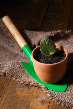 mikrop pot ve kürek kemiği üzerinde ahşap masa yakın çekim