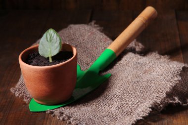 mikrop pot ve kürek kemiği üzerinde ahşap masa yakın çekim