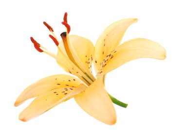 Zambak çiçeği üzerinde beyaz izole