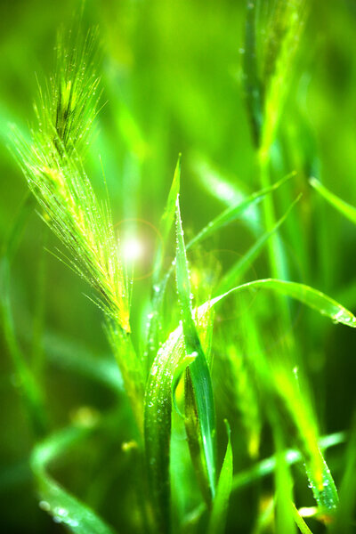 Water drops on fresh green grass