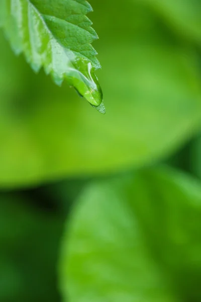 Капли воды на свежих зеленых листьях, на ярком фоне — стоковое фото