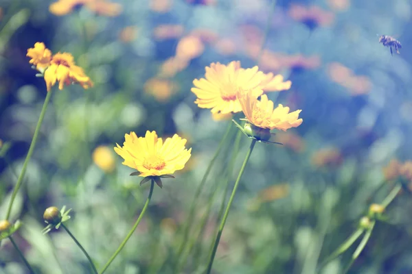 Frühlingsblumen im Freien — Stockfoto