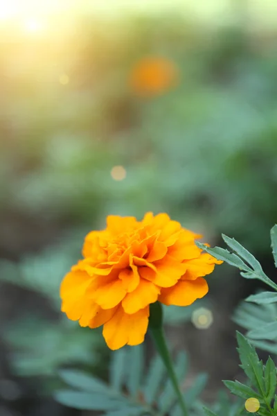 Orange french marigolds (Tagetes patula), outdoors — Stock Photo, Image