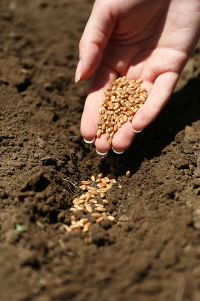 Sowing seeds into soil — Stock Photo, Image