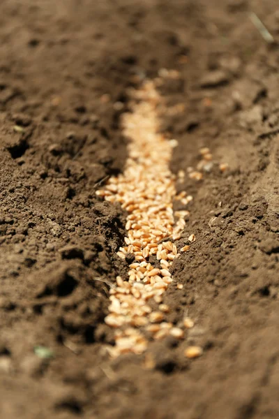 Sowing seeds into soil — Stock Photo, Image