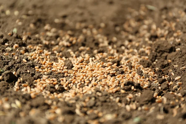 Sowing seeds into soil — Stock Photo, Image