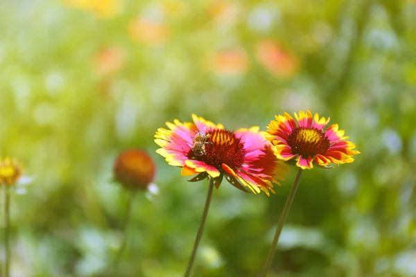 Gaillardia (filt blomma) i blom, utomhus — Stockfoto