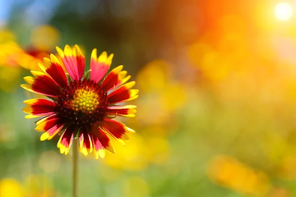 Гайардия (Цветок одеяла) в цвету, на открытом воздухе — стоковое фото