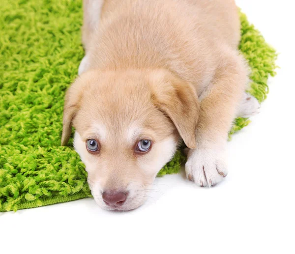 Pequeno filhote de cachorro Golden Retriever bonito no tapete verde, isolado no branco — Fotografia de Stock