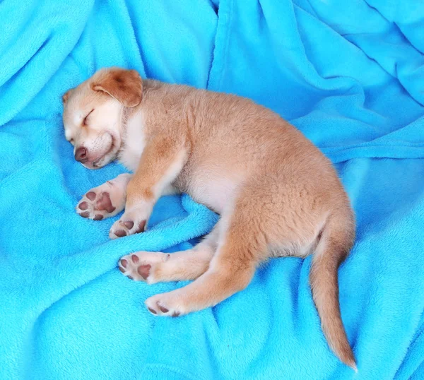 Pequeño cachorro duerme sobre fondo a cuadros de color —  Fotos de Stock