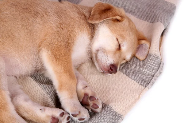 Kleine pup slaapt op kleur geruite, close-up — Stockfoto