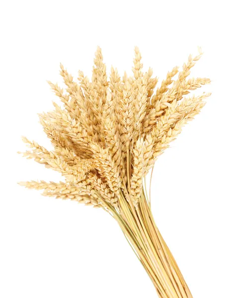 Snop pšenice izolovaných na bílém — Stock fotografie
