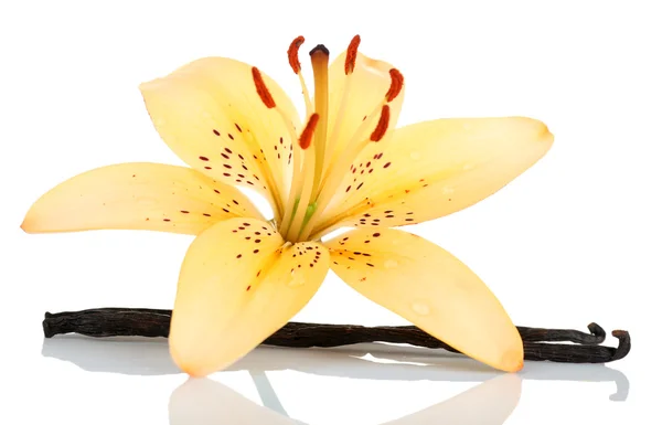 Lily Květina a vanilkové tyčinky izolovaných na bílém — Stock fotografie