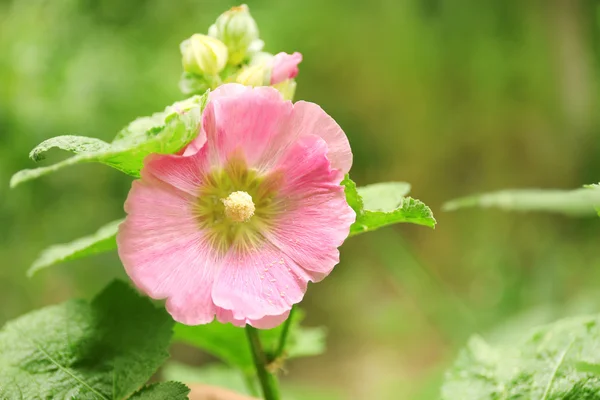 Hermosa flor en el jardín — Foto de Stock