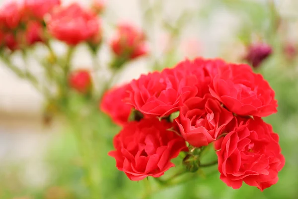 Красивые розы в саду — стоковое фото