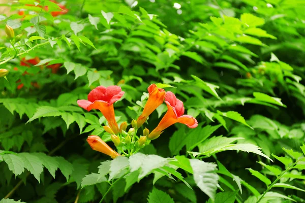 Bellissimi fiori in giardino — Foto Stock