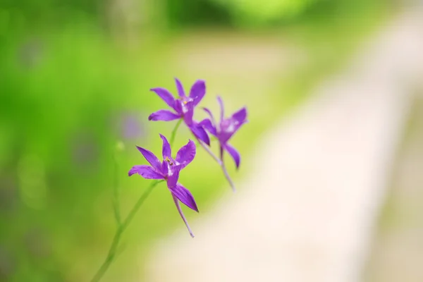 Schöne Blume im Feld — Stockfoto