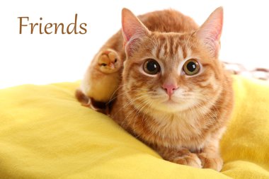 Kırmızı kedi sarı yastık üzerinde sevimli tavuk ile yakın çekim