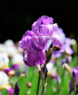 açık havada güzel süsen