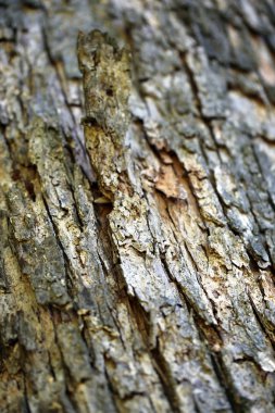 ağaç kabuğu dokusu arkaplanı