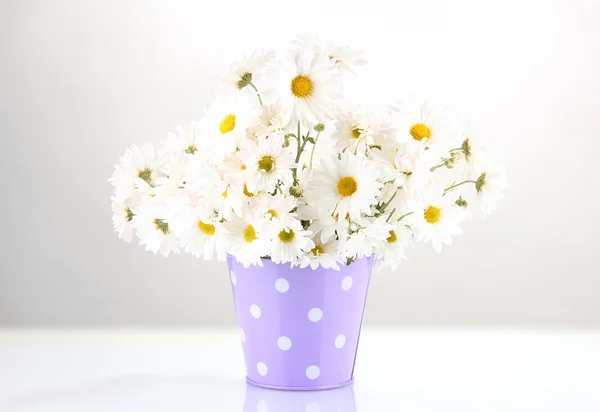 Daisies in vase isolated on white — Stock Photo, Image