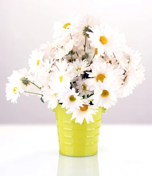 Százszorszépek az elszigetelt fehér váza — Stock Fotó