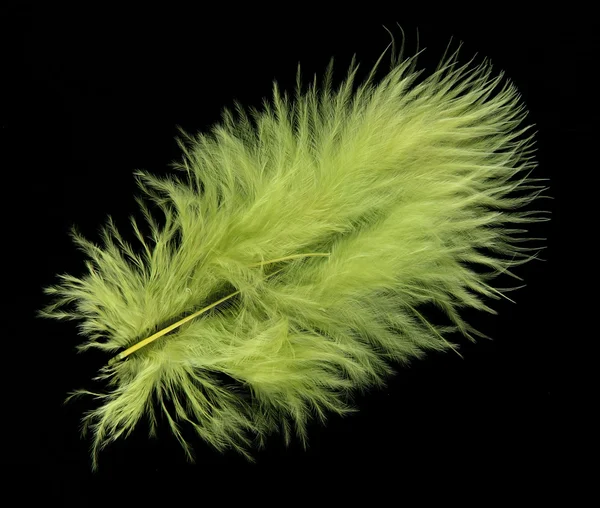 Bright feather on black background — Stock Photo, Image