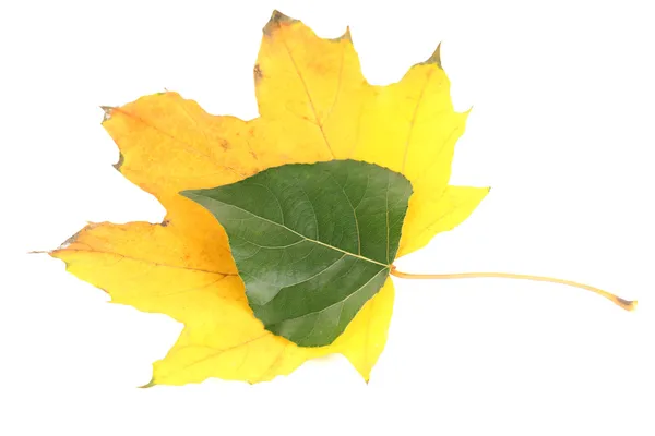 Młody zielony i suchą jesień liść na białym tle — Zdjęcie stockowe